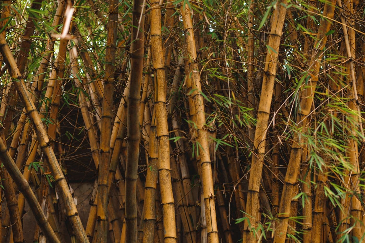 Forest Products
